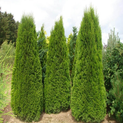 柏树苗塔四季常青松侧蜀桧扁