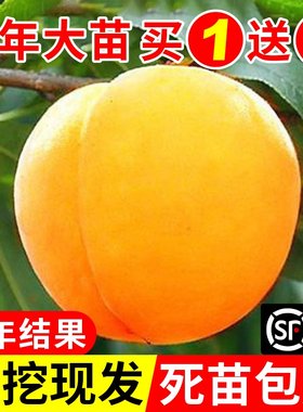 桃树果苖嫁接黄苗冬油南方