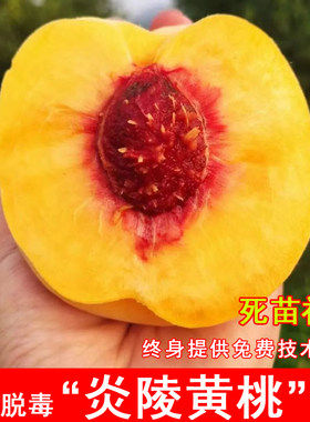 嫁接炎陵黄桃树苗特大脆甜