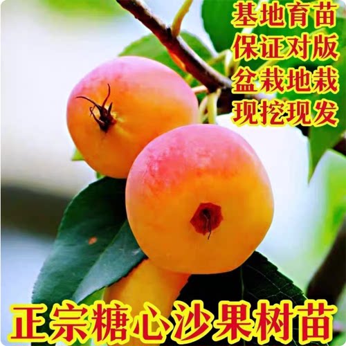 正宗糖心沙果树苗北方耐寒