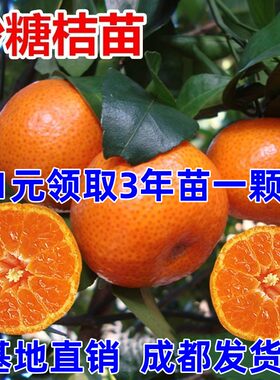 砂糖橘子树苗嫁接桔盆栽地