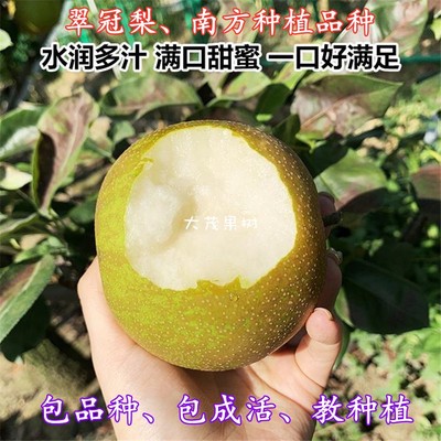 翠冠梨树苗早熟蜜六月雪脆子