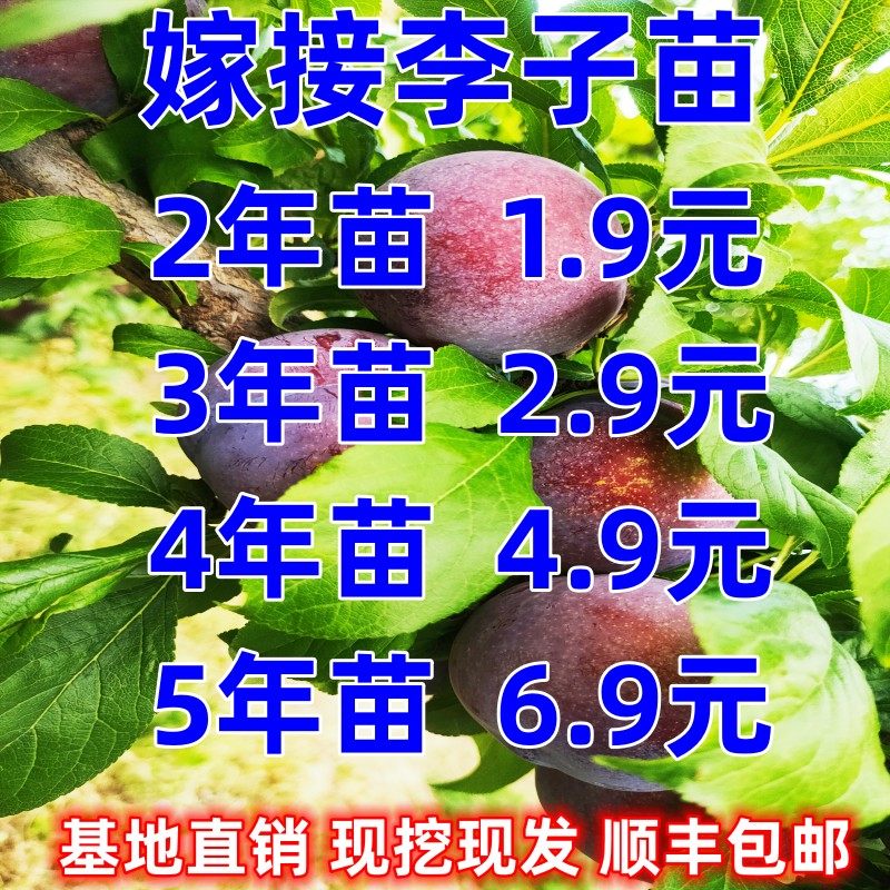 蜂糖李子树苗嫁接特大晚熟脱骨李青脆李子果苗南北方种植三华李苗