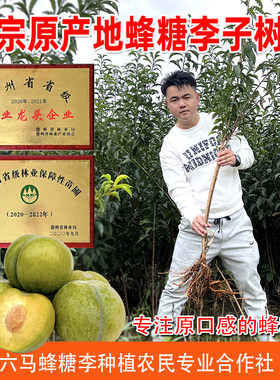 蜂糖李子树苗贵州六马原