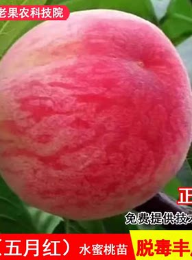 极早熟嫁接桃树苗五月红水