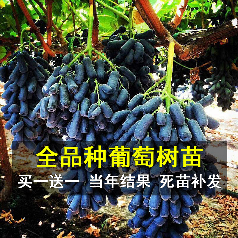 蓝宝石葡萄树苖阳光玫瑰无