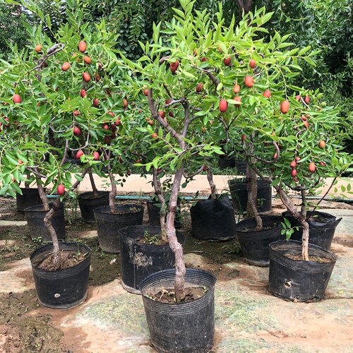 枣树苗包成活沾化冬特大盆地