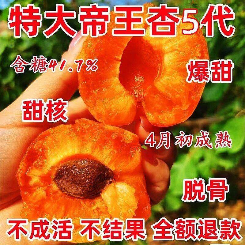 嫁接杏树苗大果新品种离核帝王杏子盆栽地栽南方北方种植当年结果