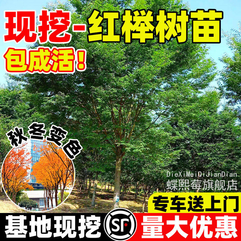 红榉树苗血榉树别墅庭院行道大型丛生绿化苗木风景树小叶榉树苗