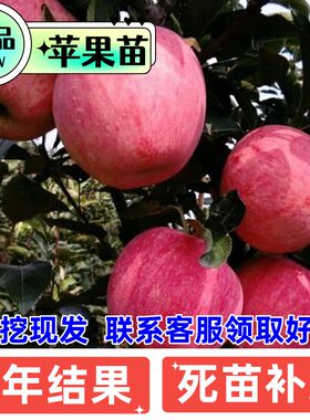嫁接苹果树苗鲁丽秦脆红富士