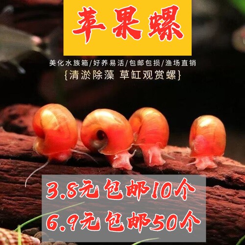 全红苹果螺活体清藻观赏工具螺