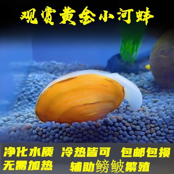 观赏黄金小河蚌淡水河蚌冷水净化水质鱼缸河蚌观赏河蚌活河蚌净化