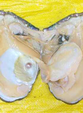 天然淡水ak多珠组合蚌紫色近圆形鱼子酱取珍珠蚌壳鲜活自己开河蚌