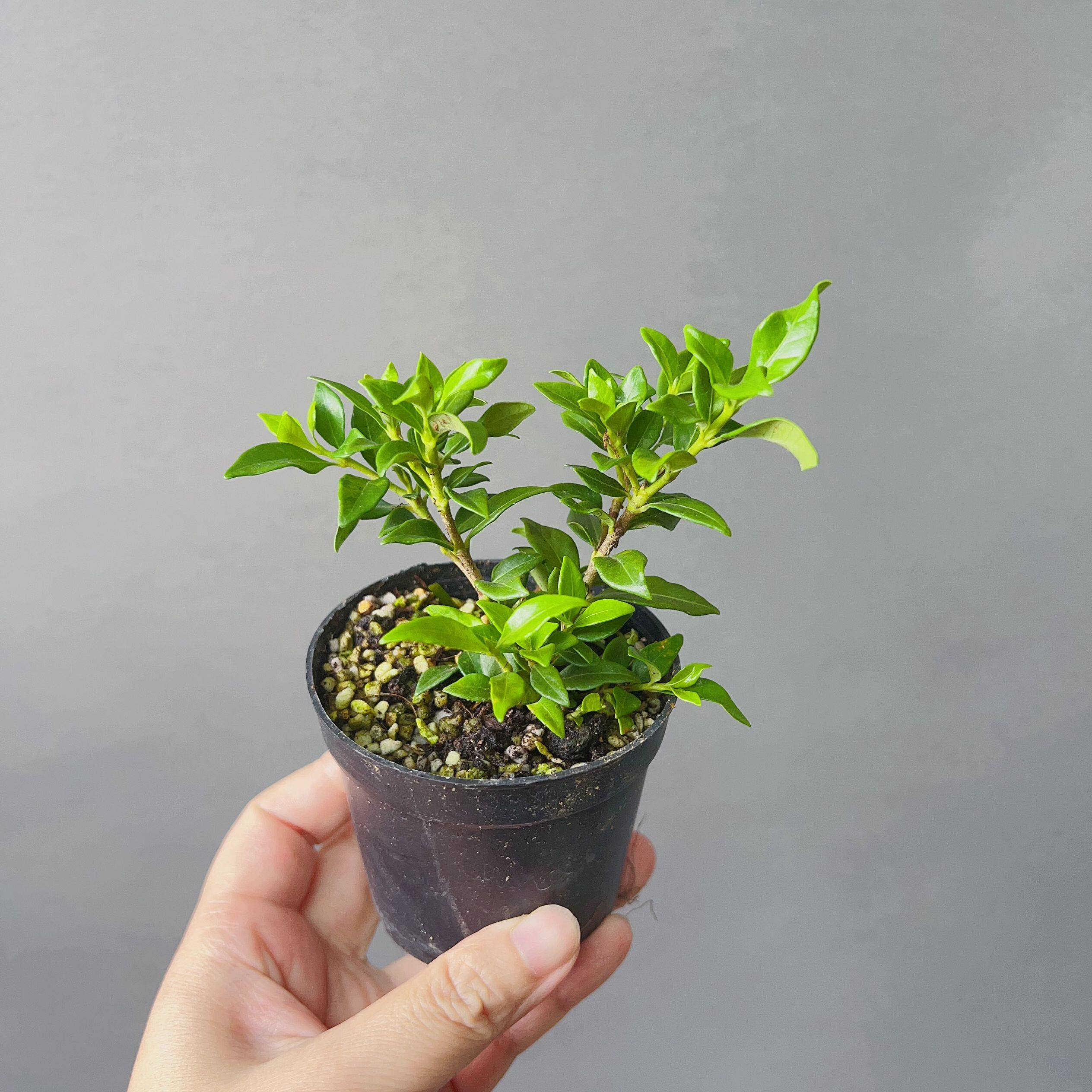 小叶寿星栀子花 重瓣小盆景小盆栽素材苗矮小株绿植植物花卉迷你