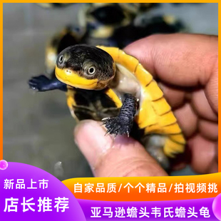 韦氏侧颈龟小黄鸭西非侧颈龟沼泽侧颈龟星空侧颈龟安氏侧颈龟可选