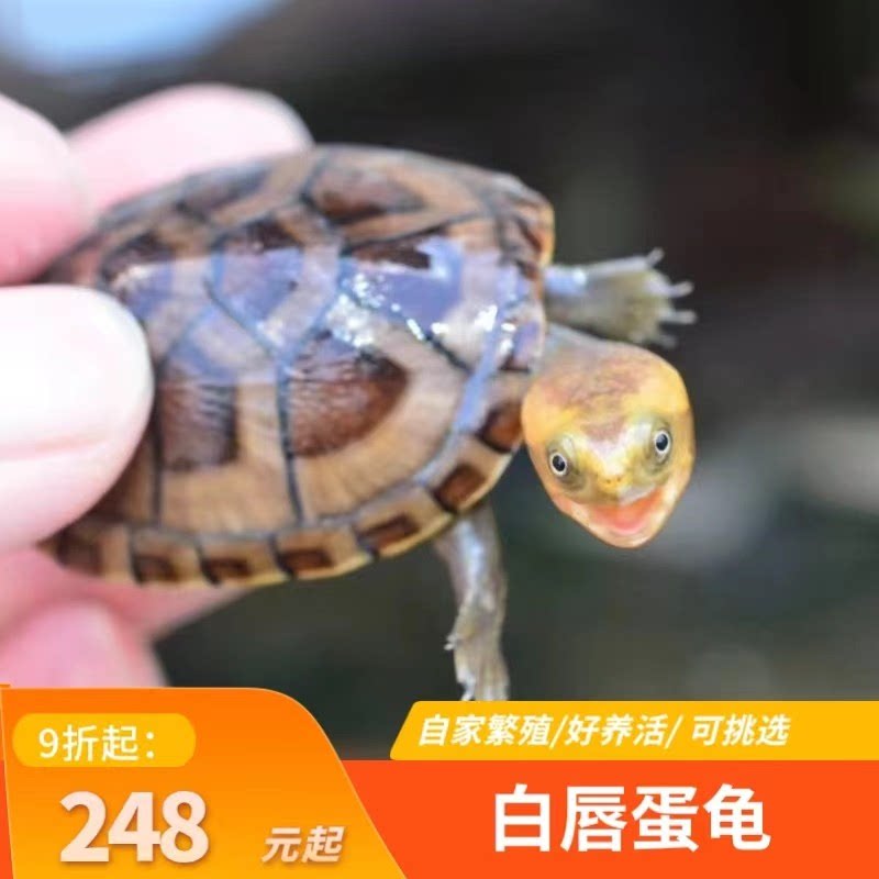 白唇蛋龟北部白唇蛋龟苗南部白唇深水蛋龟宠物活体龟苗迷你蛋龟乌