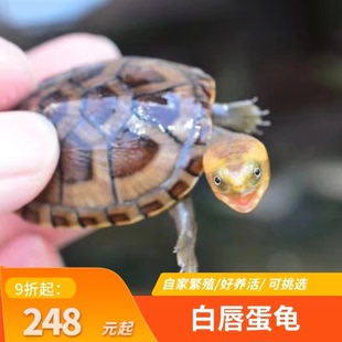 白唇蛋龟北部白唇蛋龟苗南部白唇深水蛋龟宠物活体龟苗迷你蛋龟乌