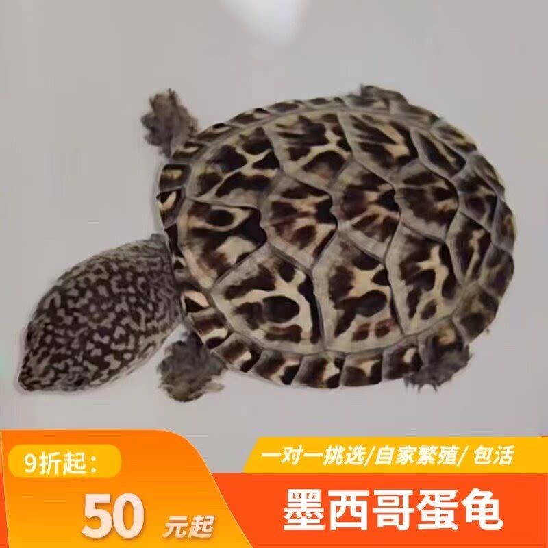 墨西哥蛋龟墨蛋巨蛋大型深水乌龟活物大宠物龟白苗观赏龟蠕虫头纹
