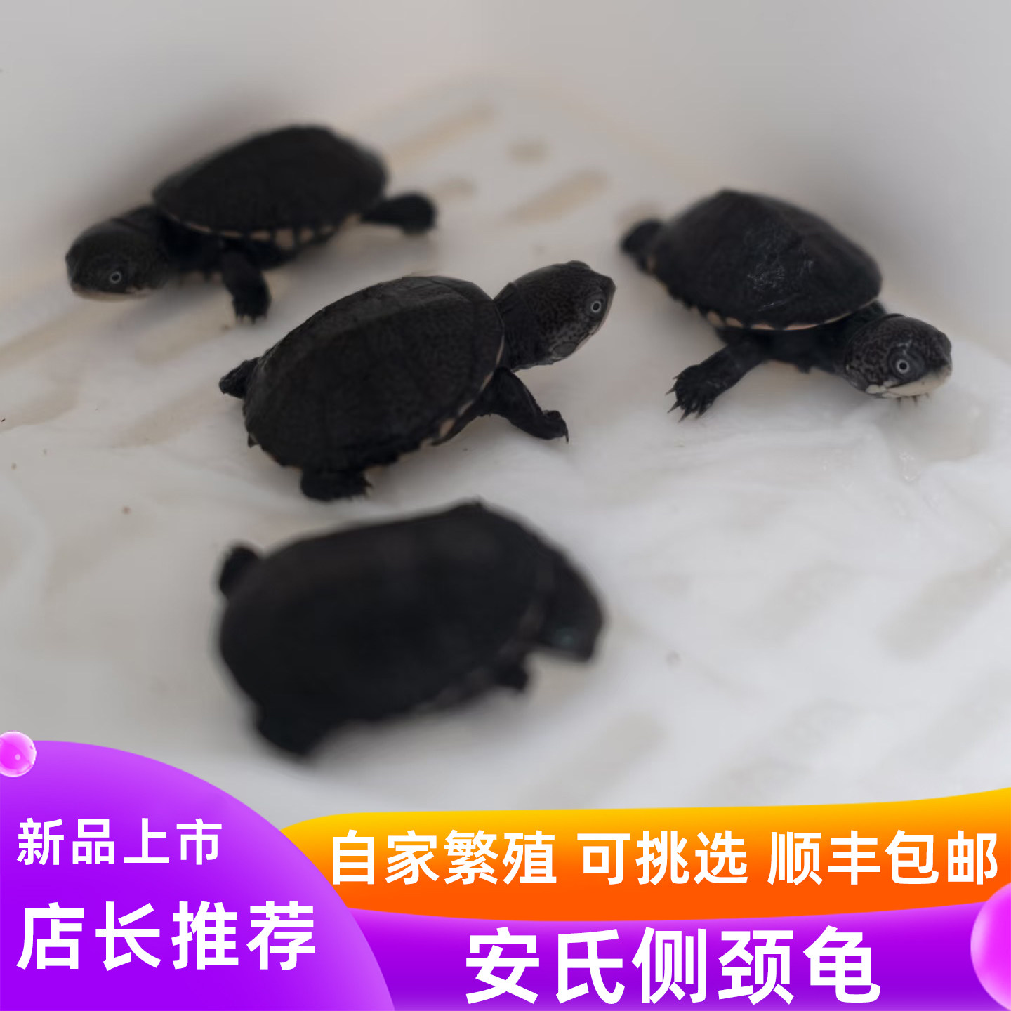 安氏侧颈龟仰泳小王子西非侧颈龟沼泽侧颈龟深水观赏龟乌龟活体