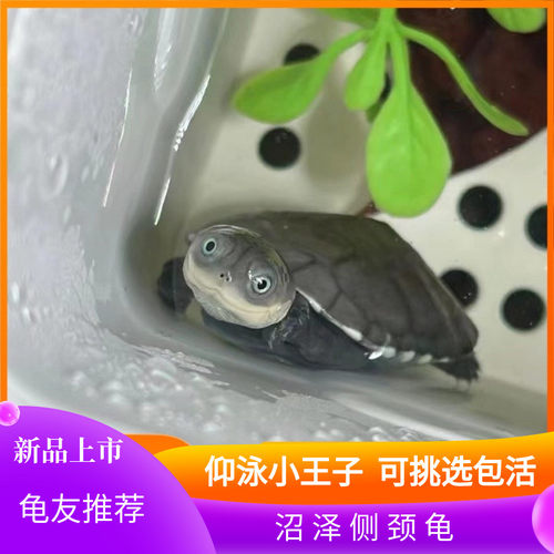 西非侧颈龟苗宠物活体沼泽侧颈龟网红龟微笑宠物造景龟可挑仰泳龟