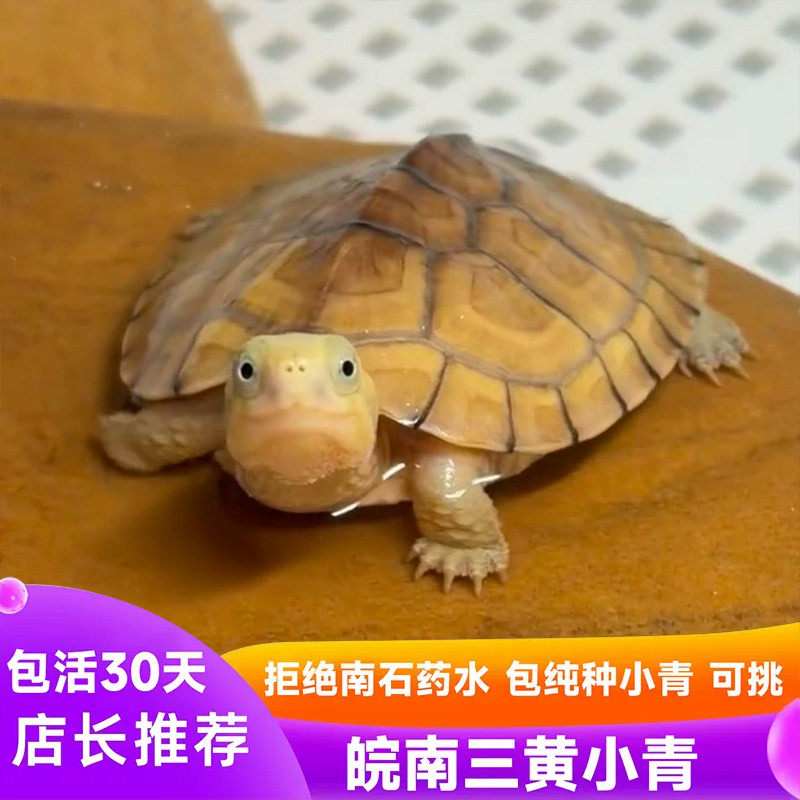 纯种小青龟三黄皖南黄喉拟水龟小乌龟活物北石金钱龟苗宠物观笑龟