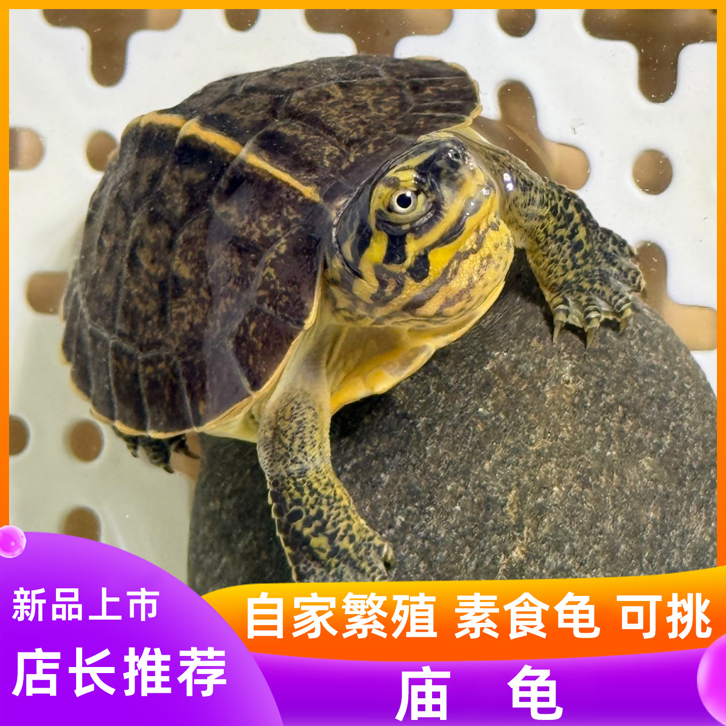 亚洲巨型龟庙乌龟苗亚巨大龟吃素吃菜龟半水黄头庙观赏龟宠物龟,宠物/宠物食品及用品,龟/鳖,淘宝优惠券,粉丝福利购,淘宝优惠卷