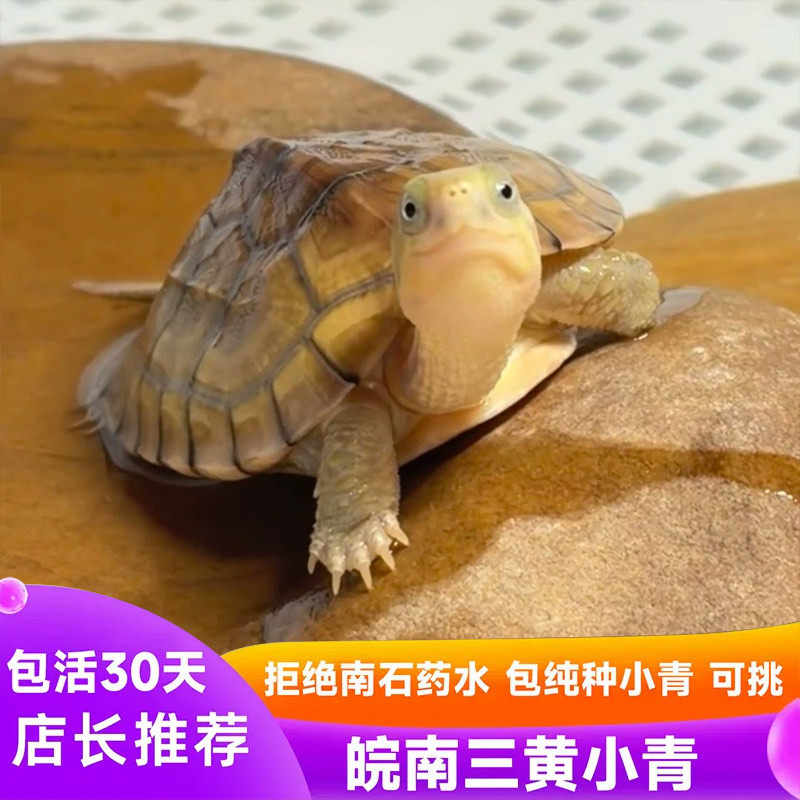 小青龟活体黄喉拟水龟苗北石微笑龟招财龟宠物冷水情侣龟可挑选