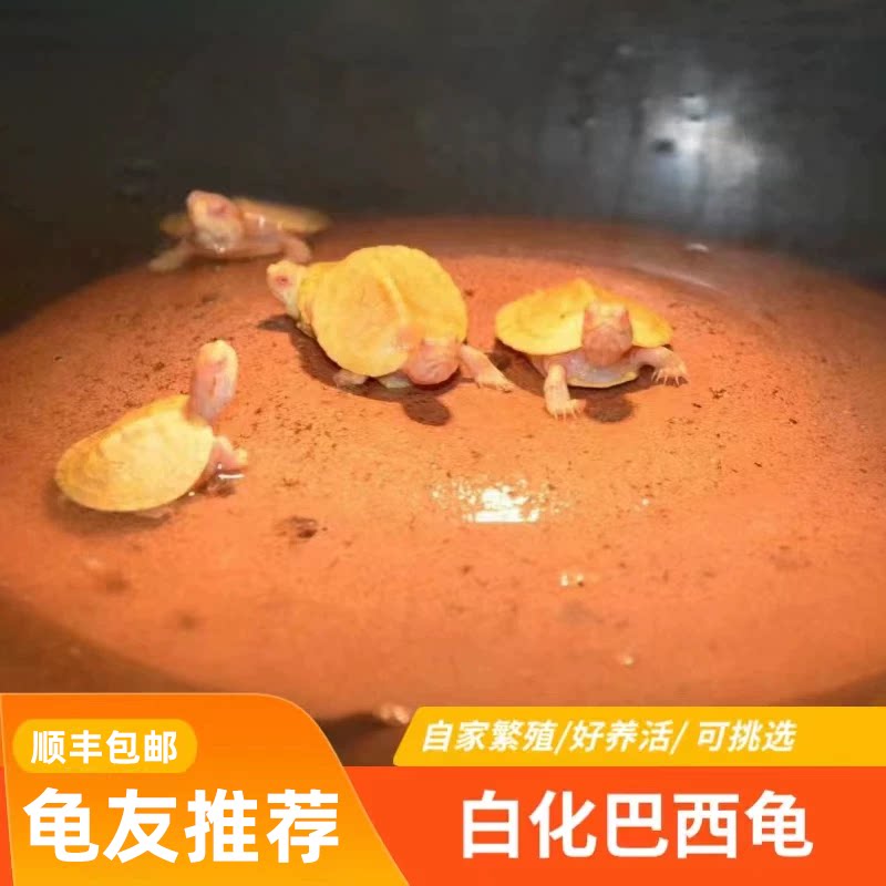 白化巴西龟白化龟果冻焦糖龟金粉粉雪风水龟网红龟观赏互动红眼龟
