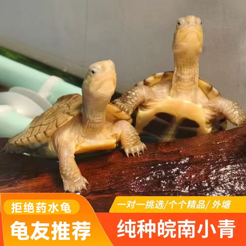 小青龟皖南小青苗乌龟活体发色龟招财龟三黄小青黄喉拟水宠物乌龟