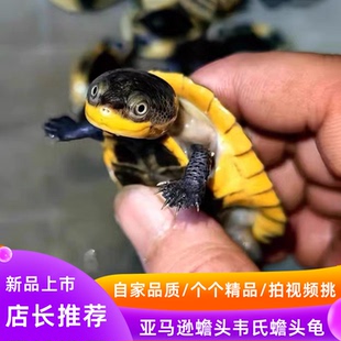 韦氏侧颈龟小黄鸭西非侧颈龟沼泽侧颈龟星空侧颈龟安氏侧颈龟可选