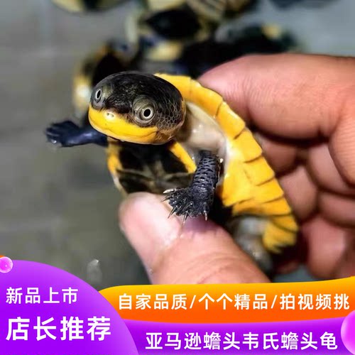 韦氏侧颈龟小黄鸭西非侧颈龟沼泽侧颈龟星空侧颈龟安氏侧颈龟可选