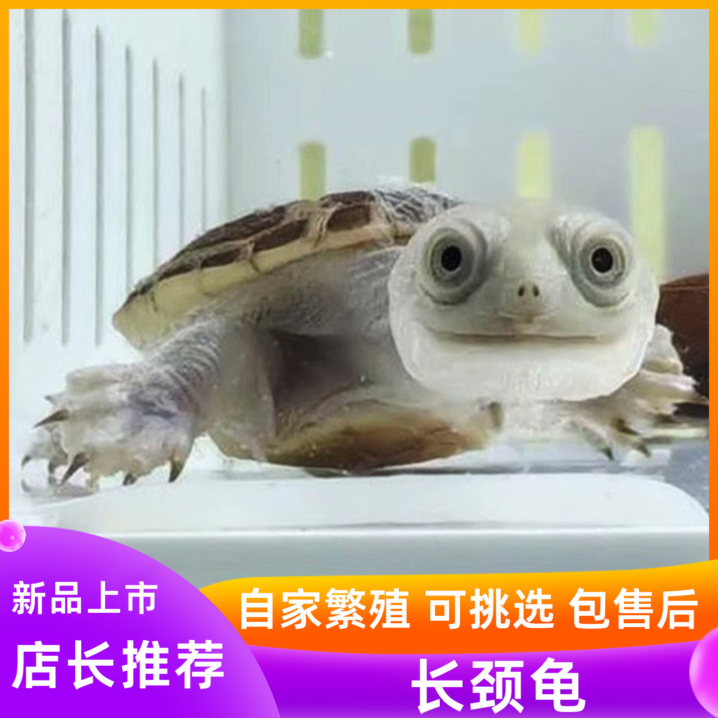 长颈龟苗深水龟宠物沼泽网面扁头古氏蛇颈黄头侧颈龟乌龟活物可挑,宠物/宠物食品及用品,龟/鳖,淘宝优惠券,粉丝福利购,淘宝优惠卷