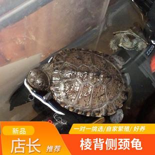棱背侧颈龟苗宠物活体龟西非沼泽侧颈龟深水热带招财龟微笑仰泳龟