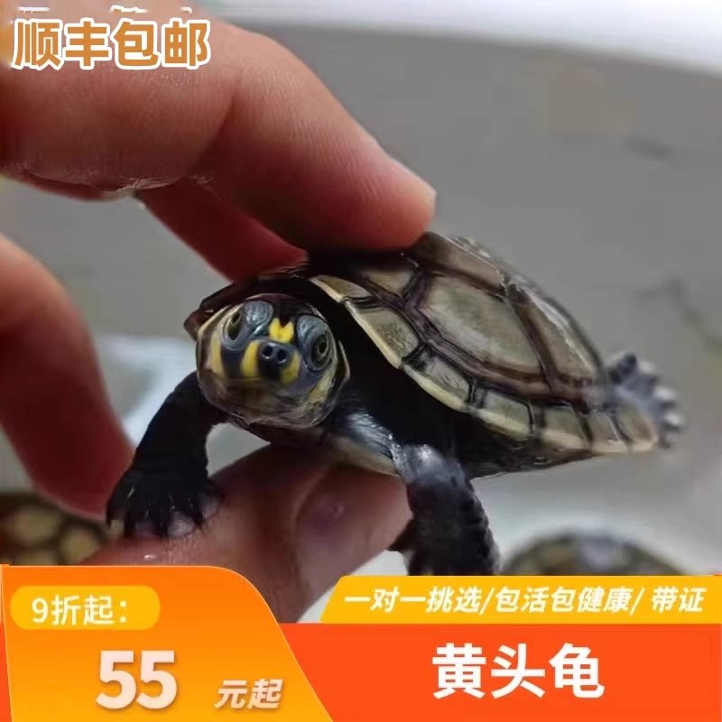 黄头侧颈龟忍者神龟深水圆奥龟宠物龟圆澳侧颈龟吃粑粑龟西非可挑