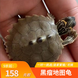 黑瘤地图乌龟宠物沼泽侧颈龟黄头活体深水龟观赏龟网红密西西比龟
