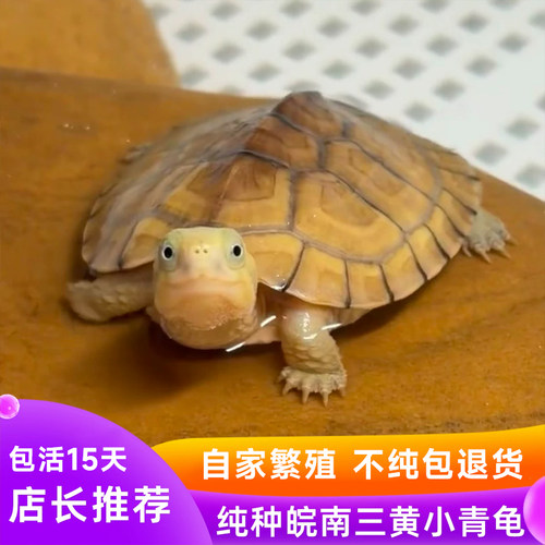 纯种小青龟三黄皖南黄喉拟水龟