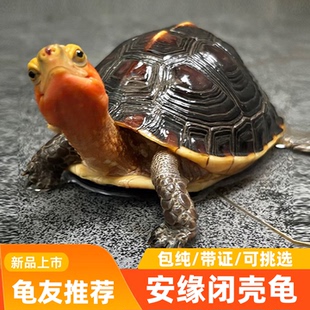 黄缘龟幼龟安缘龟苗闭壳观赏宠物乌龟活体网红龟可挑选包售后台缘