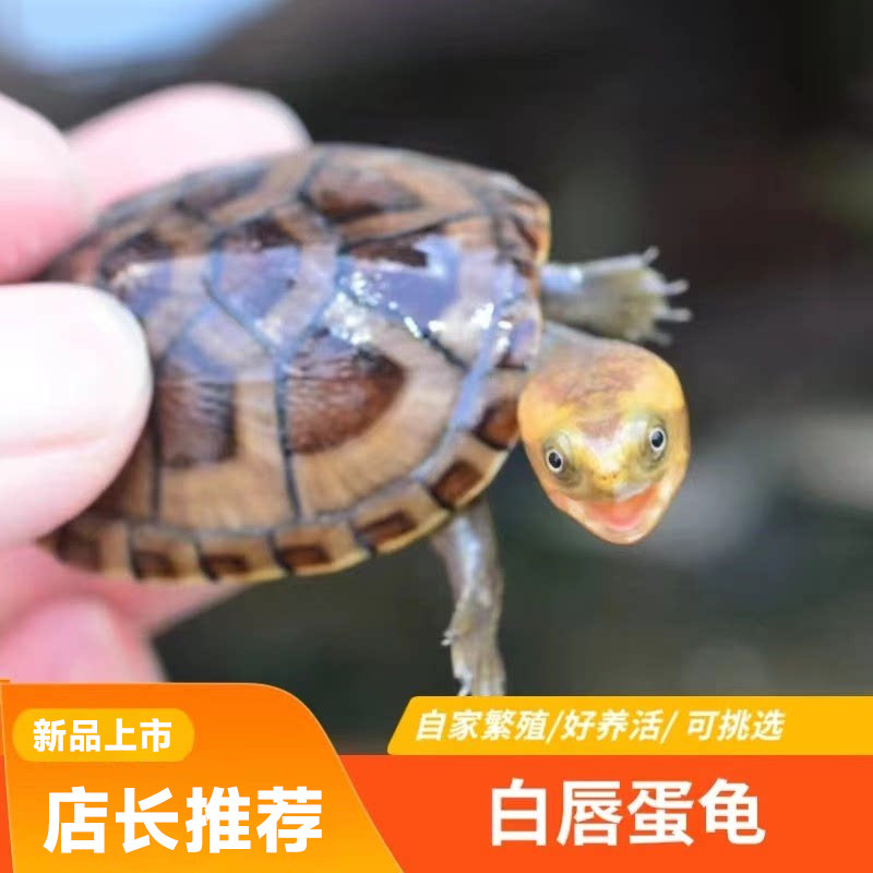 白唇蛋龟北部白唇蛋龟苗南部白唇深水蛋龟宠物活体龟苗迷你蛋龟乌