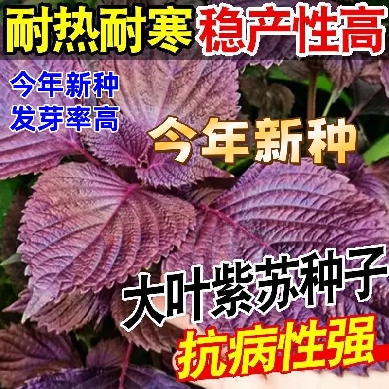 紫苏种子耐高温种可食用紫苏叶籽