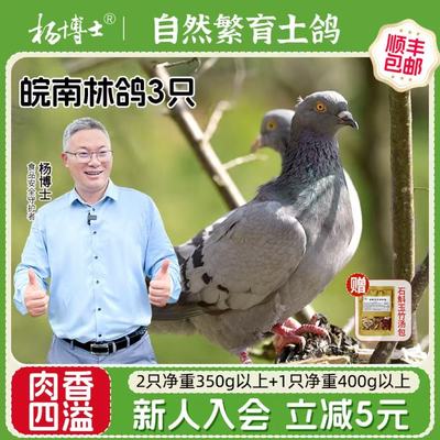 杨博士安徽顺丰包邮3只鸽子