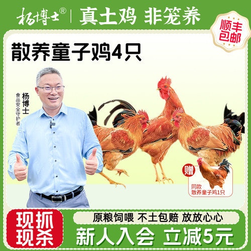 杨博士皖南深山散养童子鸡