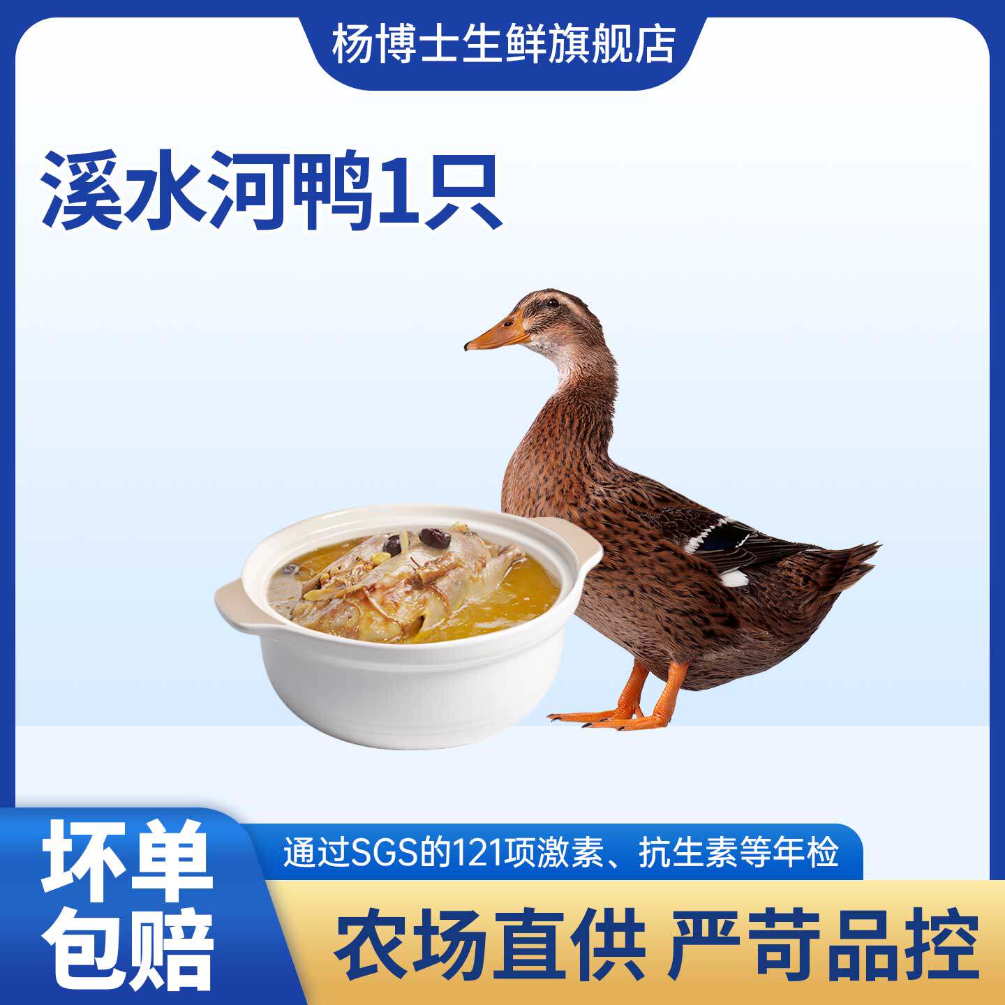 杨博士皖南溪水放养老鸭