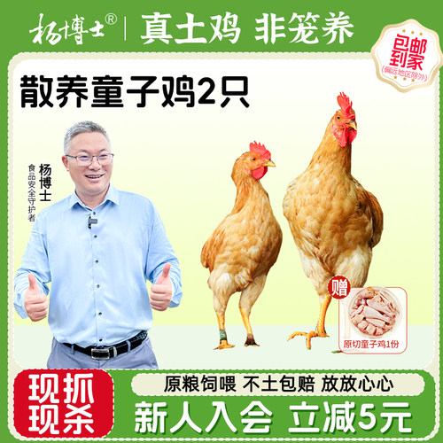 杨博士土鸡童子鸡深山散养原粮饲喂新鲜整鸡现抓现杀走地鸡