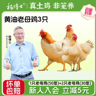 【老母鸡组合】杨博士老母鸡散养皖南土鸡走地鸡新鲜现杀