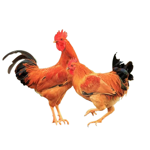 杨博士土鸡童子鸡深山散养原粮饲喂2只装新鲜现抓整只切块组合