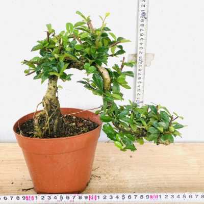 悬崖牡丹栀子花提根飘枝九里香造型罗汉松盆景白蜡女贞微盆景老桩