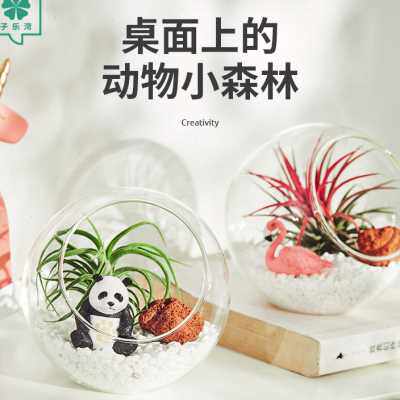 空气凤梨室内好养无土栽培懒人植物办公桌创意摆件奇趣小绿植景观