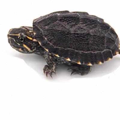 麝香龟活物深水龟鱼缸混养宠物龟观赏龟剃刀龟苗稀有迷你小乌龟u.