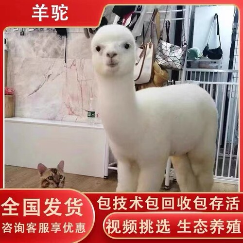 萌宠宠物羊羊驼观赏繁殖