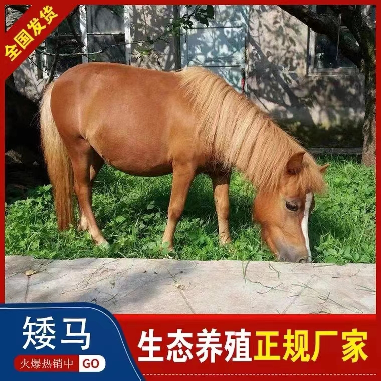 新品矮马活马小马驹真马迷你儿童宠物马小型骑乘马袖珍矮马宠物马